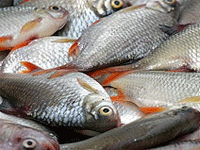 Рибки, консервовані для снасточек