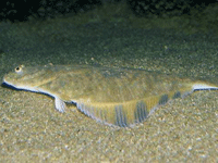 Дивовижна риба камбала 
